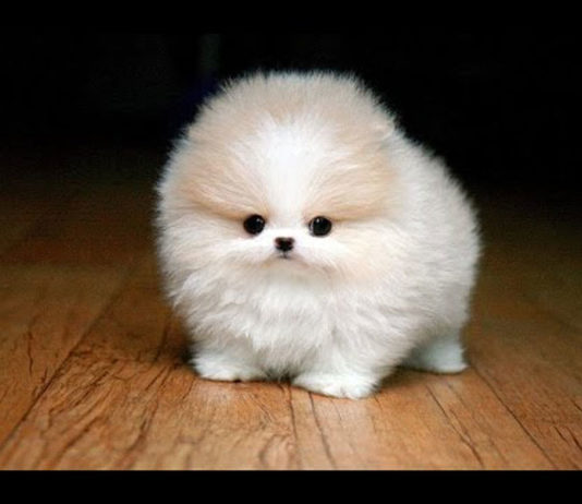 Expensive Dog