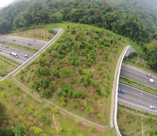 Animal Bridges