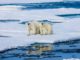 Alaska’s Sea Ice Completely Melted