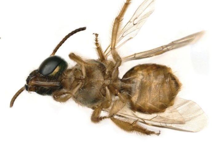 Bee