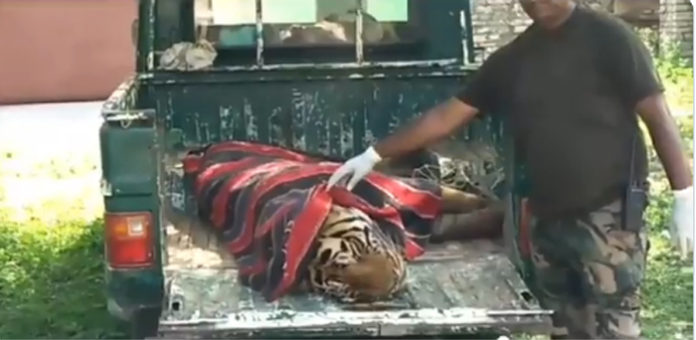 A tale of heartbreak: Tiger who walked 150 km to meet its mate found dead