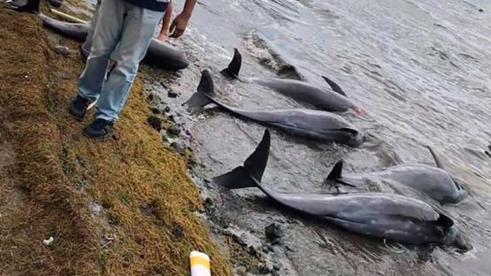 At least 39 dolphins are dead in the waters off Mauritius