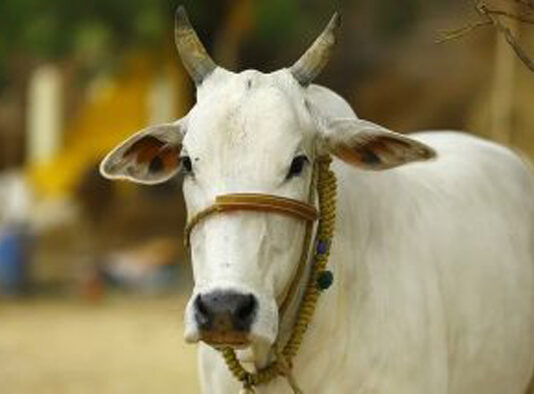 Death of pregnant cow after rape